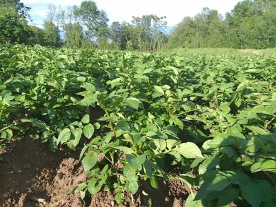 povrtarske i ratarske kulture