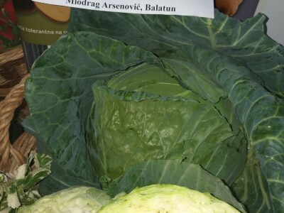 povrtarske i ratarske kulture