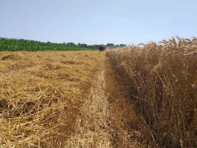 povrtarske i ratarske kulture