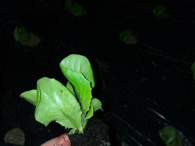 povrtarske i ratarske kulture