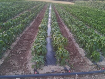 povrtarske i ratarske kulture