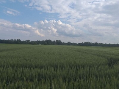 povrtarske i ratarske kulture