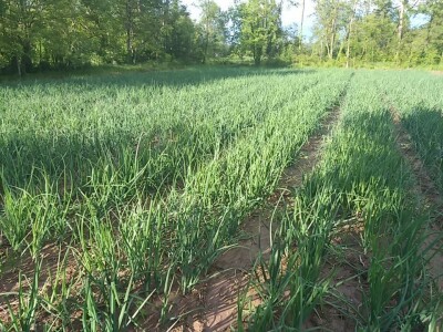 povrtarske i ratarske kulture