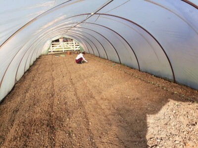 povrtarske i ratarske kulture