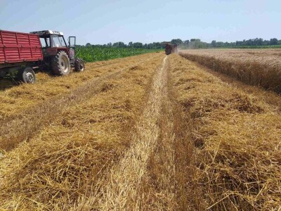 povrtarske i ratarske kulture