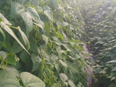 povrtarske i ratarske kulture