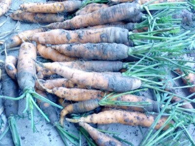 povrtarske i ratarske kulture