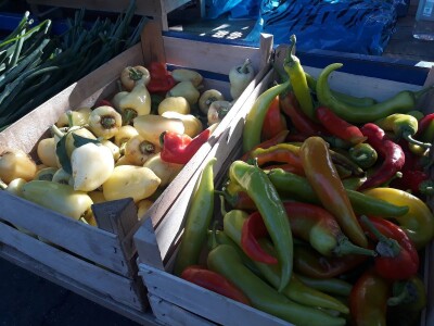 Povrtarstvo u Staroj Pazovi