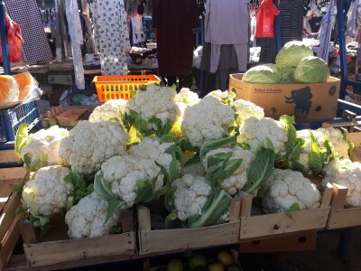 Povrtarstvo u Staroj Pazovi