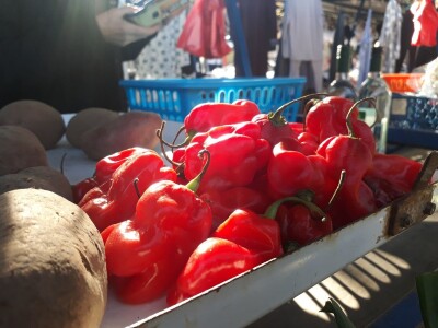 Povrtarstvo u Staroj Pazovi