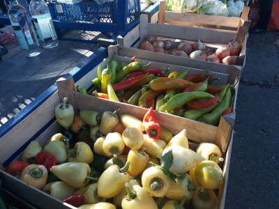 Povrtarstvo u Staroj Pazovi