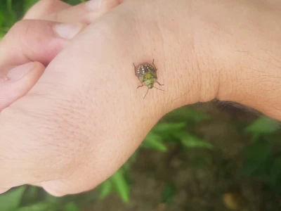 Povrtna stjenica