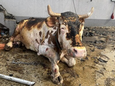 Požar na obiteljskoj farmi krava u Kamešnici