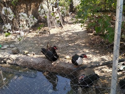 Požar na salašu Nevena Božute