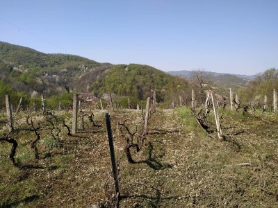 Požar na salašu Nevena Božute