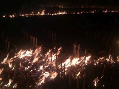 Požar strnjaka kod Osijeka