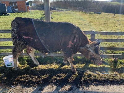 Požar u Gornjim Čađevcima - štala, krava