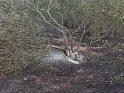 Požar u maslinicima u Neumu