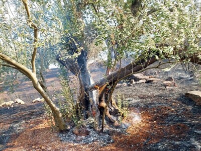 Požar u maslinicima u Neumu