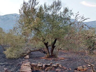 Požar u maslinicima u Neumu