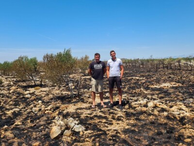 Požar u masliniku zbog nesreće na autocesti