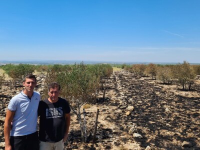 Požar u masliniku zbog nesreće na autocesti