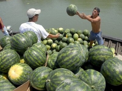 Kruppne neretvanske lubenice teške i do 16 kilograma