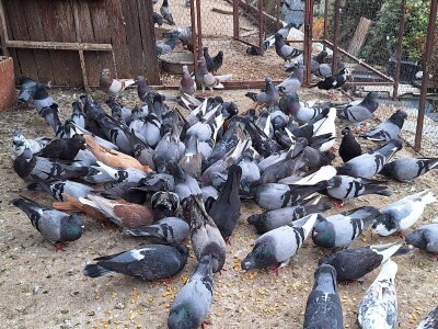 Poznati niški privrednik ima 600 golubova i sve ih prepoznaje Poznati niški privrednik ima 600 golubova i sve ih prepoznaje