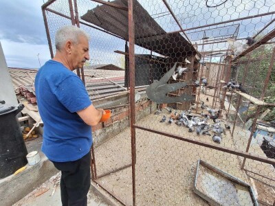 Poznati niški privrednik ima 600 golubova i sve ih prepoznaje Poznati niški privrednik ima 600 golubova i sve ih prepoznaje