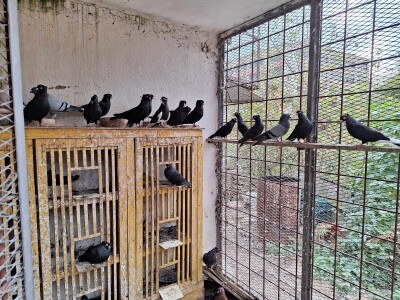 Poznati niški privrednik ima 600 golubova i sve ih prepoznaje Poznati niški privrednik ima 600 golubova i sve ih prepoznaje