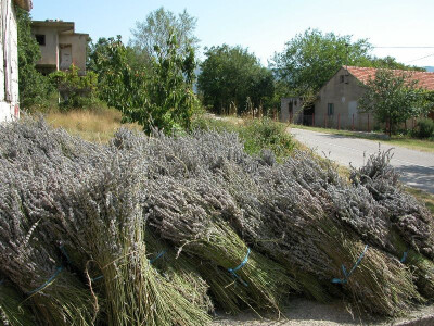 Požnjevena levanda OPG Nevenka Stojić u Donjem Biteliću