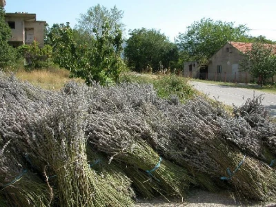 Požnjevena lavanda u Donjem Biteliću (Stojići)