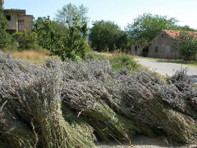 Požnjevena lavanda u Donjem Biteliću (Stojići)