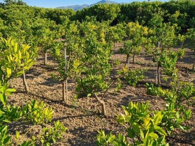 Požutjela stabla mandarina