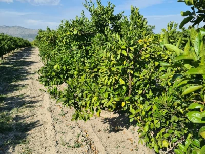 Požutjela stabla mandarina