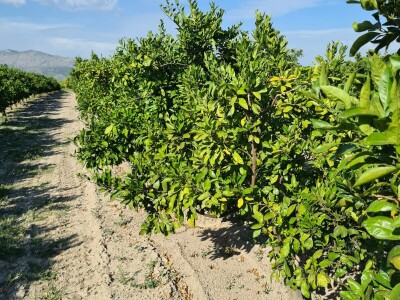 Požutjela stabla mandarina