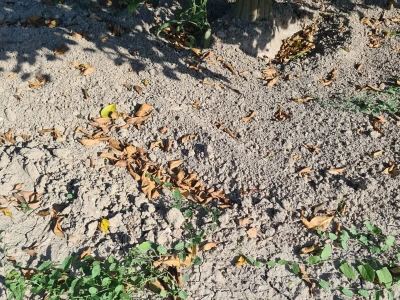 Požutjela stabla mandarina