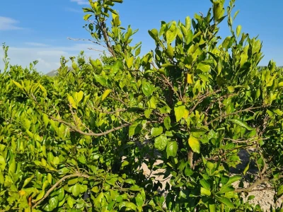Požutjela stabla mandarina