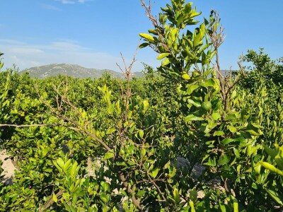 Požutjela stabla mandarina