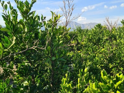 Požutjela stabla mandarina