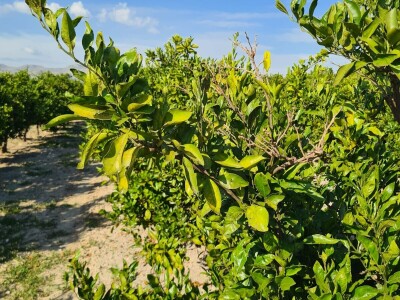 Požutjela stabla mandarina