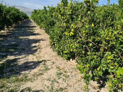 Požutjela stabla mandarina