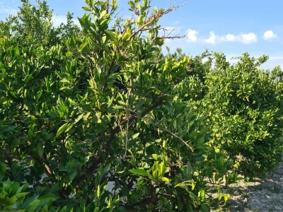 Požutjela stabla mandarina