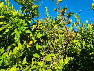 Požutjela stabla mandarina