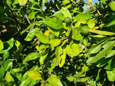 Požutjela stabla mandarina