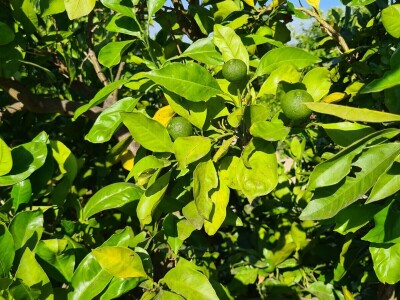 Požutjela stabla mandarina