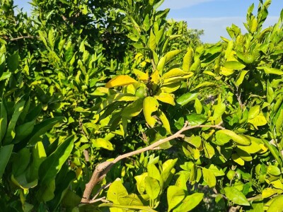 Požutjela stabla mandarina