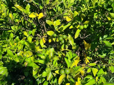 Požutjela stabla mandarina