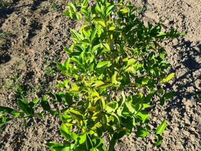 Požutjela stabla mandarina