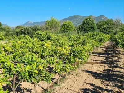 Požutjela stabla mandarina